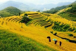 FAO khuyến khích khu vực Châu Á - Thái Bình Dương nỗ lực xóa bỏ đói nghèo